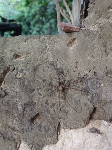Zidni podrumski pauk (Tegenaria parietina)