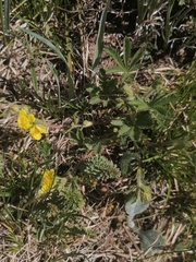 Potentilla humifusa