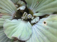 Pistia stratiotes