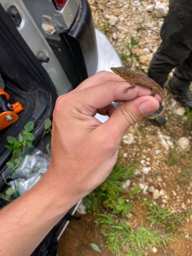 Baoruco Green Twig Anole, Anolis prasinorius