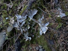 Peltigera neopolydactyla