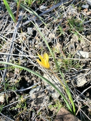 Tulipa sylvestris biebersteiniana