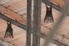 Epomophorus gambianus