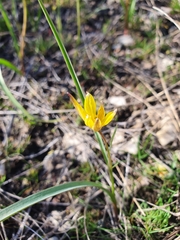Tulipa sylvestris biebersteiniana