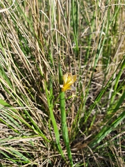 Tulipa sylvestris biebersteiniana