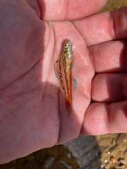 Etheostoma zonistium