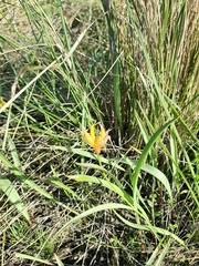 Tulipa sylvestris biebersteiniana