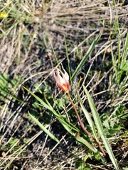 Tulipa sylvestris biebersteiniana