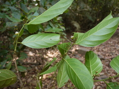 Hydnocarpus pentandrus