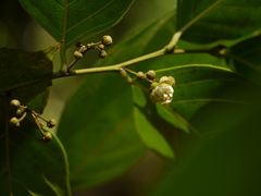 Hydnocarpus pentandrus