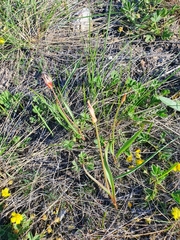 Tulipa sylvestris biebersteiniana