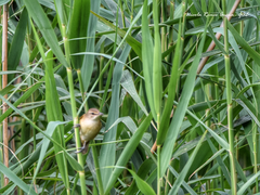 Acrocephalus arundinaceus