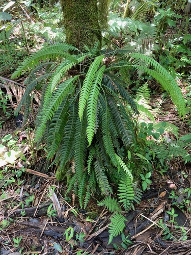 Image of Blechnum fragile by (c) Marcos Rodriguez Bobadilla, some rights reserved (CC BY)