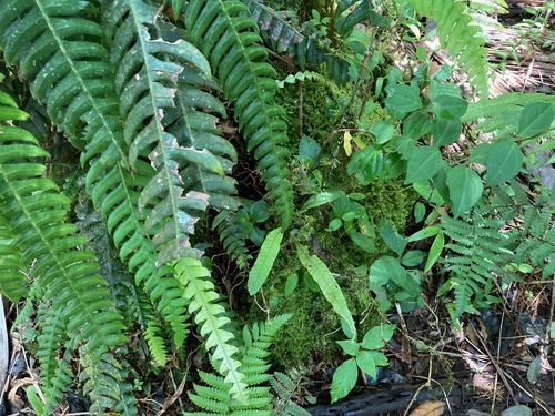 Image of Blechnum fragile by (c) Marcos Rodriguez Bobadilla, some rights reserved (CC BY)