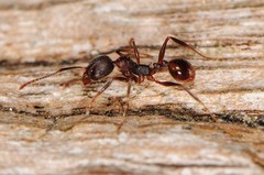 Aphaenogaster fulva