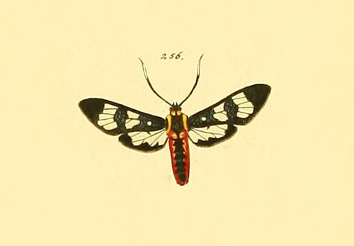 Phoenicoprocta capistrata
