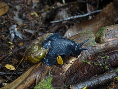 Macrocyclis peruvianus