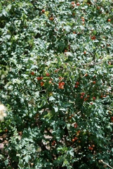 Berberis swaseyi