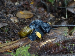 Macrocyclis peruvianus