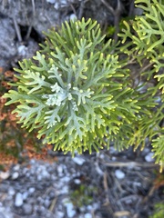 Hymenolepis