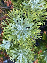 Hymenolepis