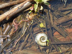 Planorbis presbensis