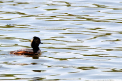Podiceps nigricollis