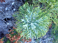 Hymenolepis