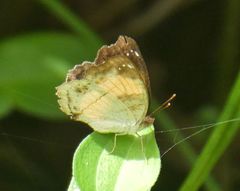 Junonia terea terea