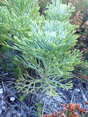 Hymenolepis