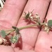 Acmispon decumbens decumbens - Photo (c) Don Rideout, some rights reserved (CC BY-NC)