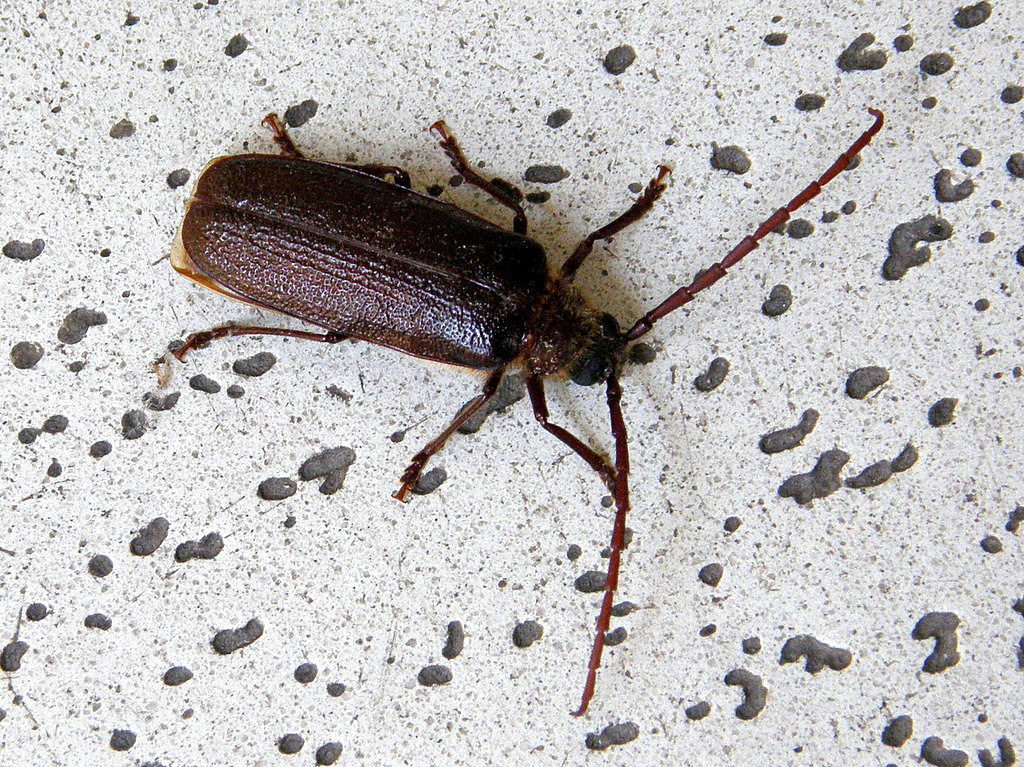 Tragosoma
