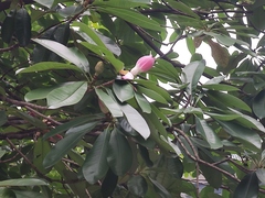 Magnolia lucida