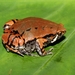 Hypopachus variolosus - Photo 由 Angy Mendoza 所上傳的 (c) Angy Mendoza，保留部份權利CC BY-NC-ND