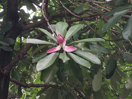 Magnolia lucida
