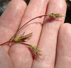 Cordylanthus tenuis brunneus