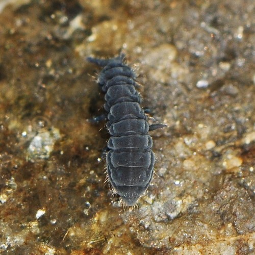 Seashore Springtail, photo 2 of 8