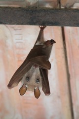 Epomophorus gambianus