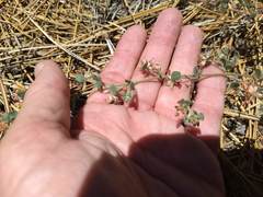 Acmispon decumbens decumbens