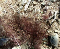 Cordylanthus tenuis brunneus