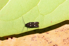 Parascythris muelleri