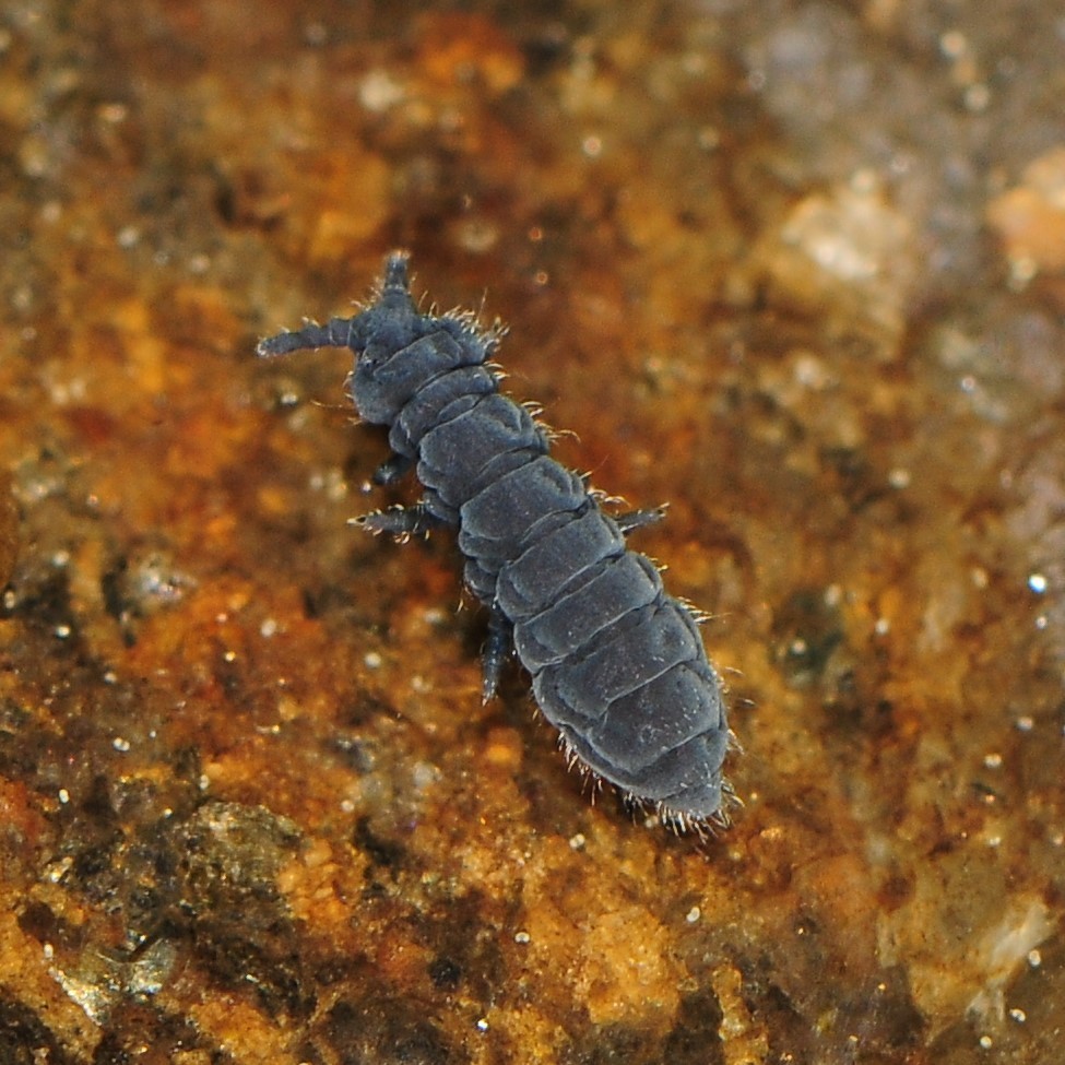 Short-legged Springtails