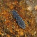 Pseudachorutinae - Photo (c) Jason M Crockwell, some rights reserved (CC BY-NC-ND), uploaded by Jason M Crockwell