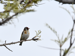 Carduelis carduelis