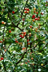 Berberis swaseyi