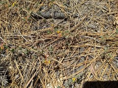 Acmispon decumbens decumbens