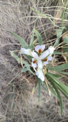 Iris glaucescens