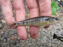 Percina nigrofasciata