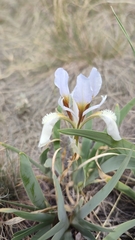 Iris glaucescens