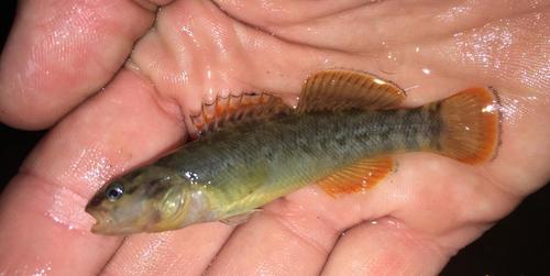 Blue River Orangebelly Darter